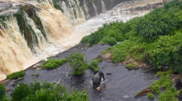 GABON-UNESO : Le Parc national de l’Ivindo en patrimoine mondial de l’humanité